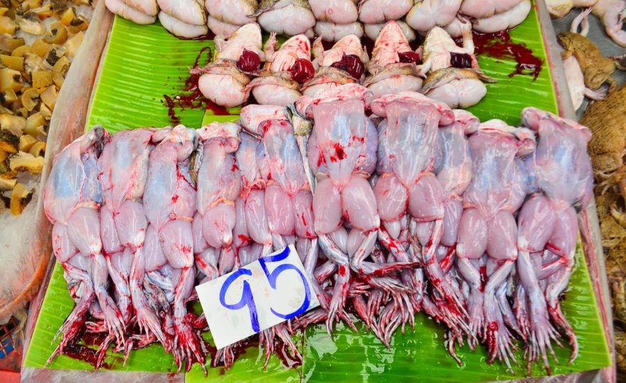 qurbaga