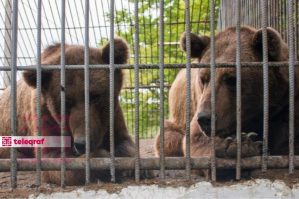 Altıağacdakı ayılar xaricə köçürülüb?