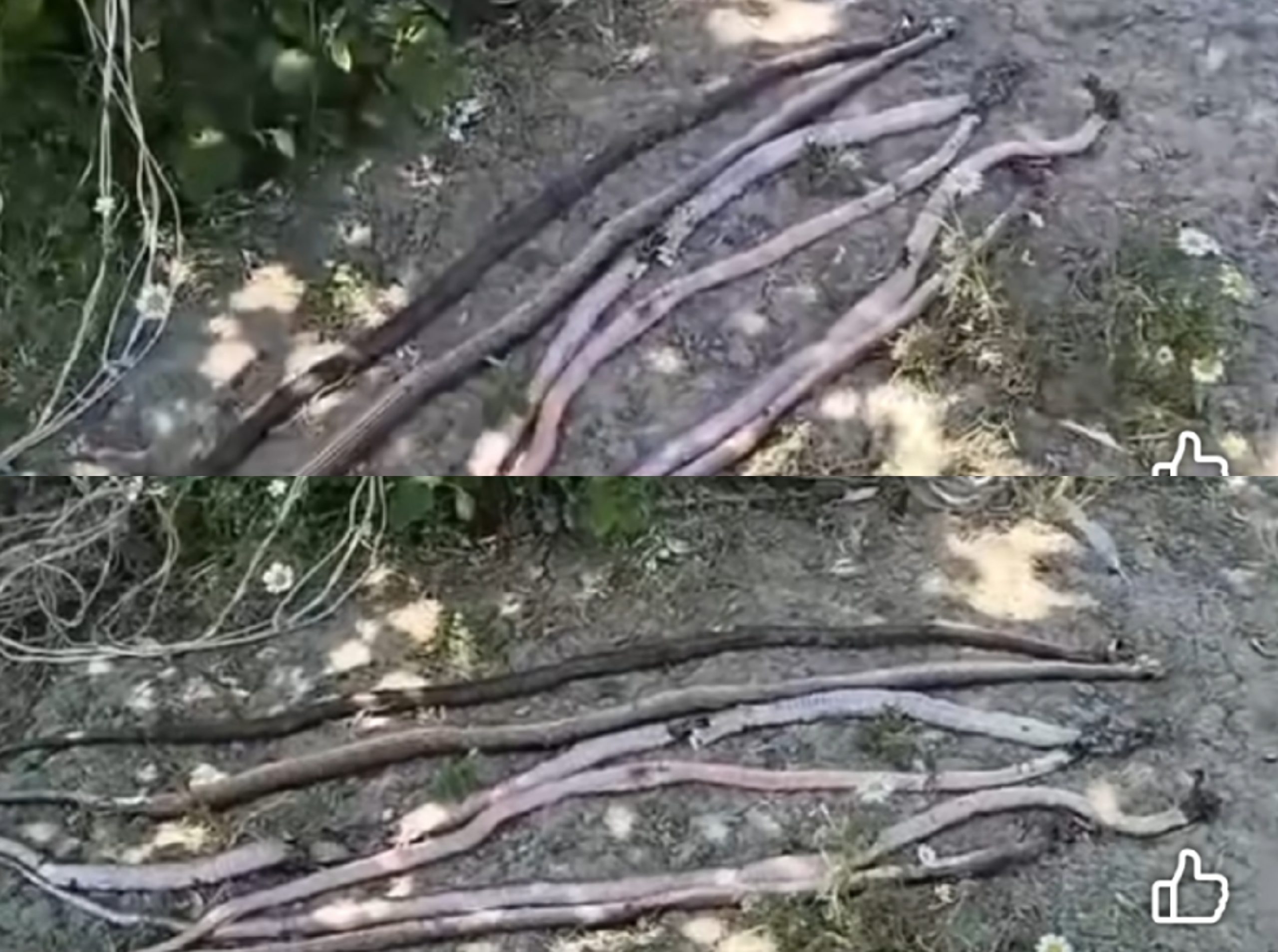 Lerikdə ilanlar evə hücum etdi - ŞOK VİDEO