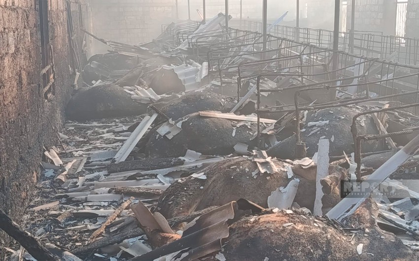 Salyanda 45 baş iribuynuzlu heyvan, 7 min ot bağlaması kül oldu - Yenilənib