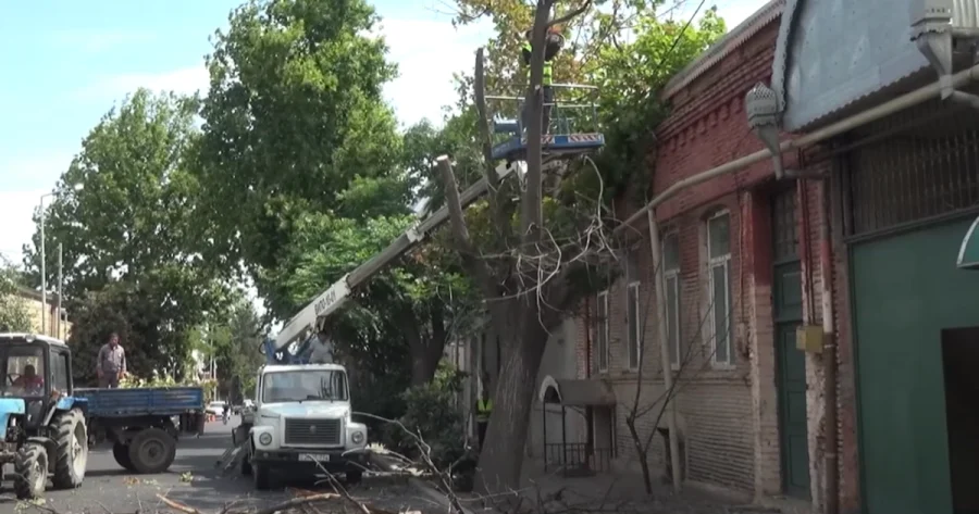 Gəncədə təhlükəli vəziyyət: 5 iri gövdəli ağac aşdı