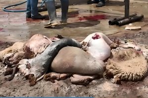 Bakıdan yayılan bu görüntülər narazılıq yaratdı - VİDEO