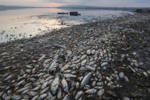 Balıqların kütləvi ölümünün səbəbi bu imiş... - VİDEO