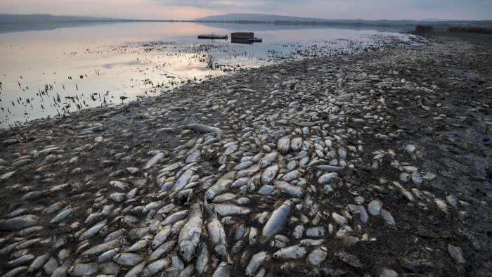 Balıqların kütləvi ölümünün səbəbi bu imiş... - VİDEO