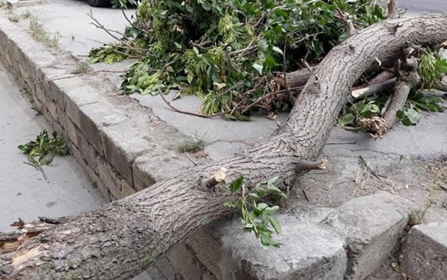 Bakıda güclü külək ağacı qadının üstünə aşırıb xəstəxanalıq etdi 1 filar