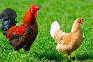 Qurban bayramında toyuq, xoruz kəsmək olarmı? – İlginc