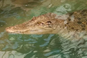 ABŞ-da qorxunc həbsxana tikilir: timsah və pitonlarla dolu... - FOTO