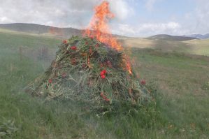 Yardımlıda 1,6 ton narkotik bitki məhv edildi