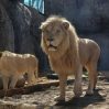 1643648156aslan