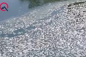 Cəlilabadda balıqlar kütləvi tələf oldu - SƏBƏB / FOTOLAR