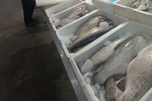 “Keşlə” bazarında yararsız balıqlar satılırmış - FOTOLAR