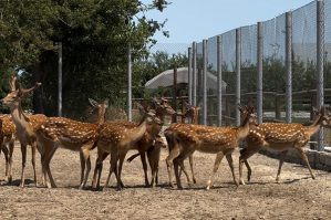 Qanunsuz saxlanılan vəhşi heyvanlar xilas edilir - FOTOLAR