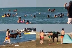 Atları çimərliyə salan şəxs həbs edildi - VİDEO