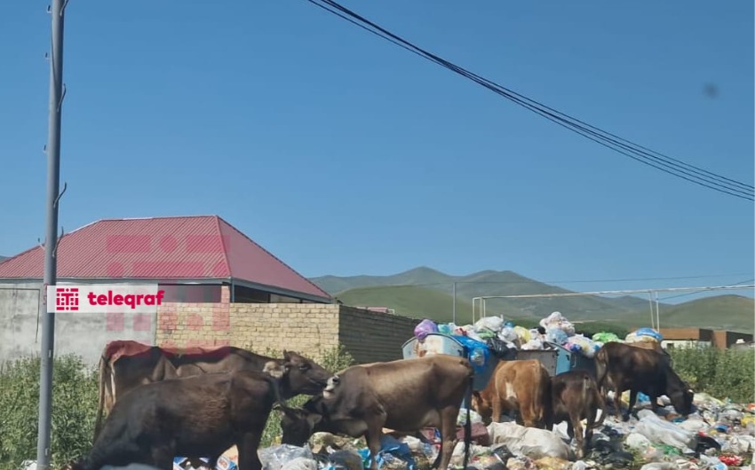 Bu məşhur istirahət məkanı zibillik içərisindədir - FOTO 2 Bu məşhur istirahət məkanı zibillik içərisindədir - FOTO