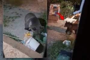 Qubada ayı evin həyətinə girdi - Anbaan video