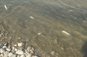 Kürdə məhv olan balıqlara görə araşdırma aparılır - FOTOLAR