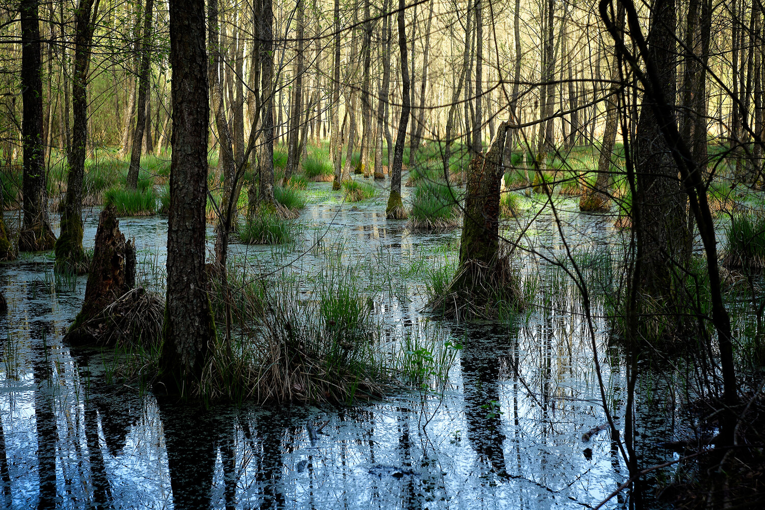 Postsovet ölkəsindən ilginc: sərhəddə görün nə etmək istəyirlər