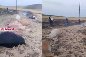 Cəlilabadda 10 iribuynuzlu heyvan tələf oldu - VİDEO