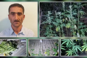 Lerikdə çətənə kolları yetişdirən şəxs saxlanıldı