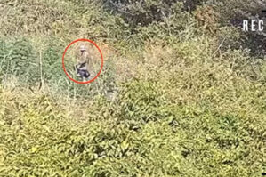 Polis meşədə əməliyyat keçirdi - VİDEO