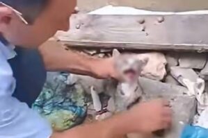 Pişiyə rəhmsizlik edən şəxs məsuliyyətə cəlb olundu - FOTO