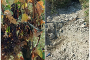 Şəkinin həmin kəndində bu il məhsul olmadı: deputat isə deyir ki... - VİDEO