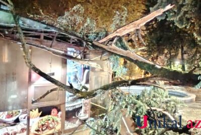 İsmayıllıda ağac kafenin üzərinə aşdı