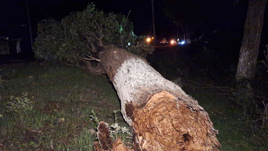 Lənkəranda güclü külək fəsadlar törədib – FOTOLAR