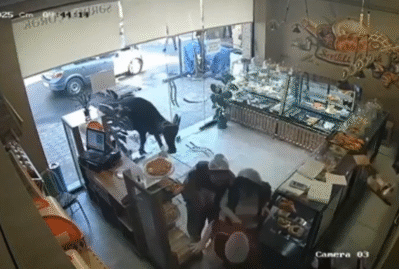 Gəncədə inək şirniyyat mağazasına hücum etdi, işçilər xəsarət aldı – VİDEO