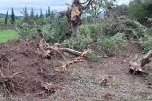 Oğuzda ağacların qanunsuz kəsilməsinə görə cinayət işi açıldı
