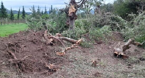 Oğuzda ağacların qanunsuz kəsilməsinə görə cinayət işi açıldı