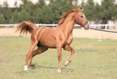Cıdır düzündə Qarabağ atlarının paradı keçirildi - VİDEO