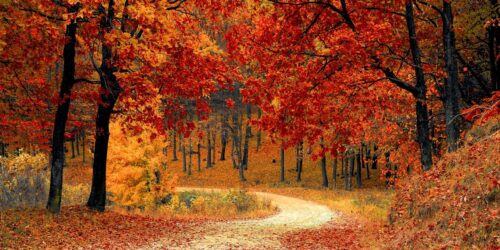 autumn adventure dirt road through forest leaves scaled 1