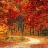 autumn adventure dirt road through forest leaves scaled 1