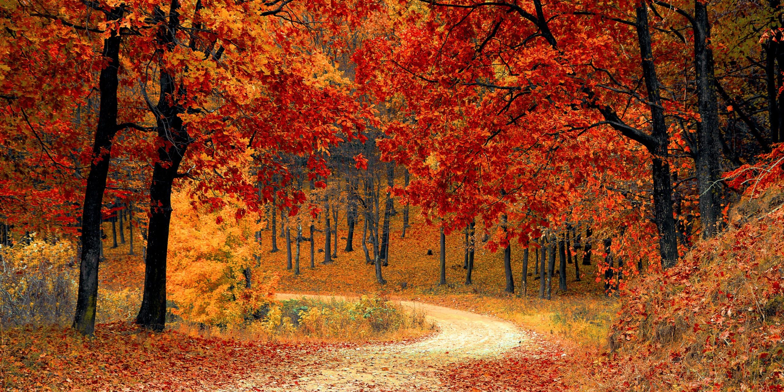 autumn adventure dirt road through forest leaves scaled