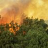 burning forest wildfire scaled 1