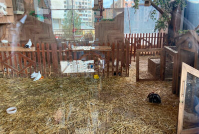 “Kolorit”də heyvanlar qanunsuz saxlanılırmış - FOTOLAR