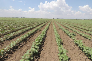 Elektrik kabeli oğurlandı, əkin sahələri susuz qaldı - FOTO