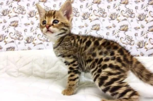 Bakıda fantastik qiymətə pişik satılır - FOTOLAR