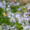 thunderstorm large hail destroyed grass hailstones garden home