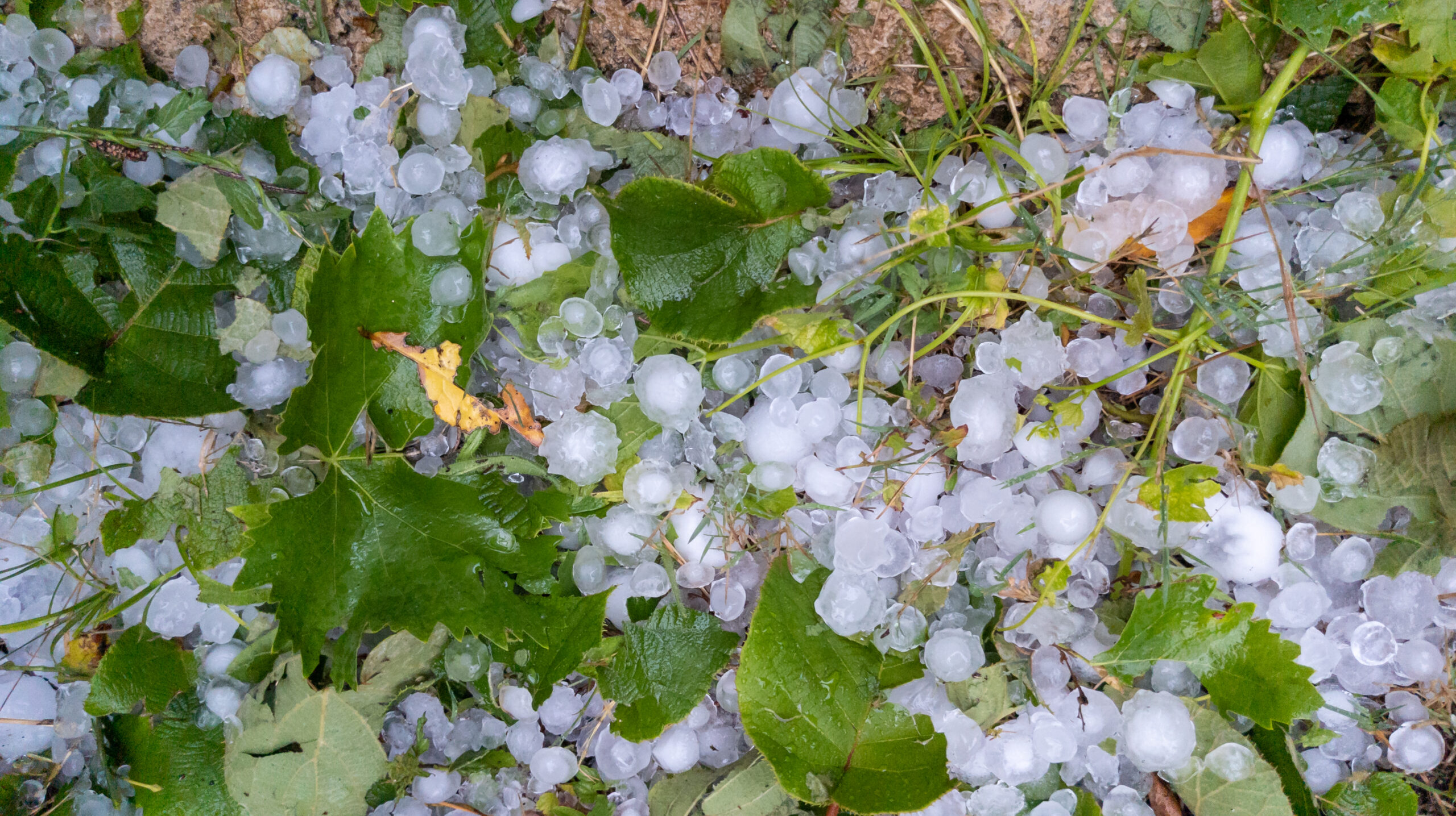 thunderstorm large hail destroyed grass hailstones garden home scaled