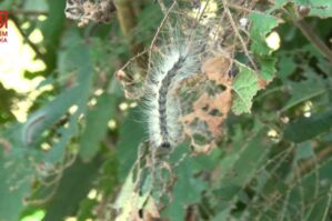 Azərbaycanın şimalında yeni təhlükə: evlərə dolur... - FOTOLAR