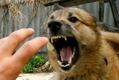 Məktəbin qarşısında it qadına hücum etdi – VİDEO