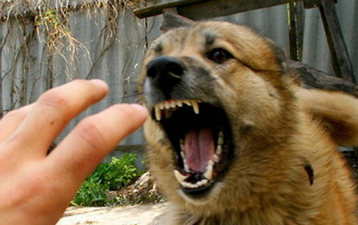 Məktəbin qarşısında it qadına hücum etdi – VİDEO