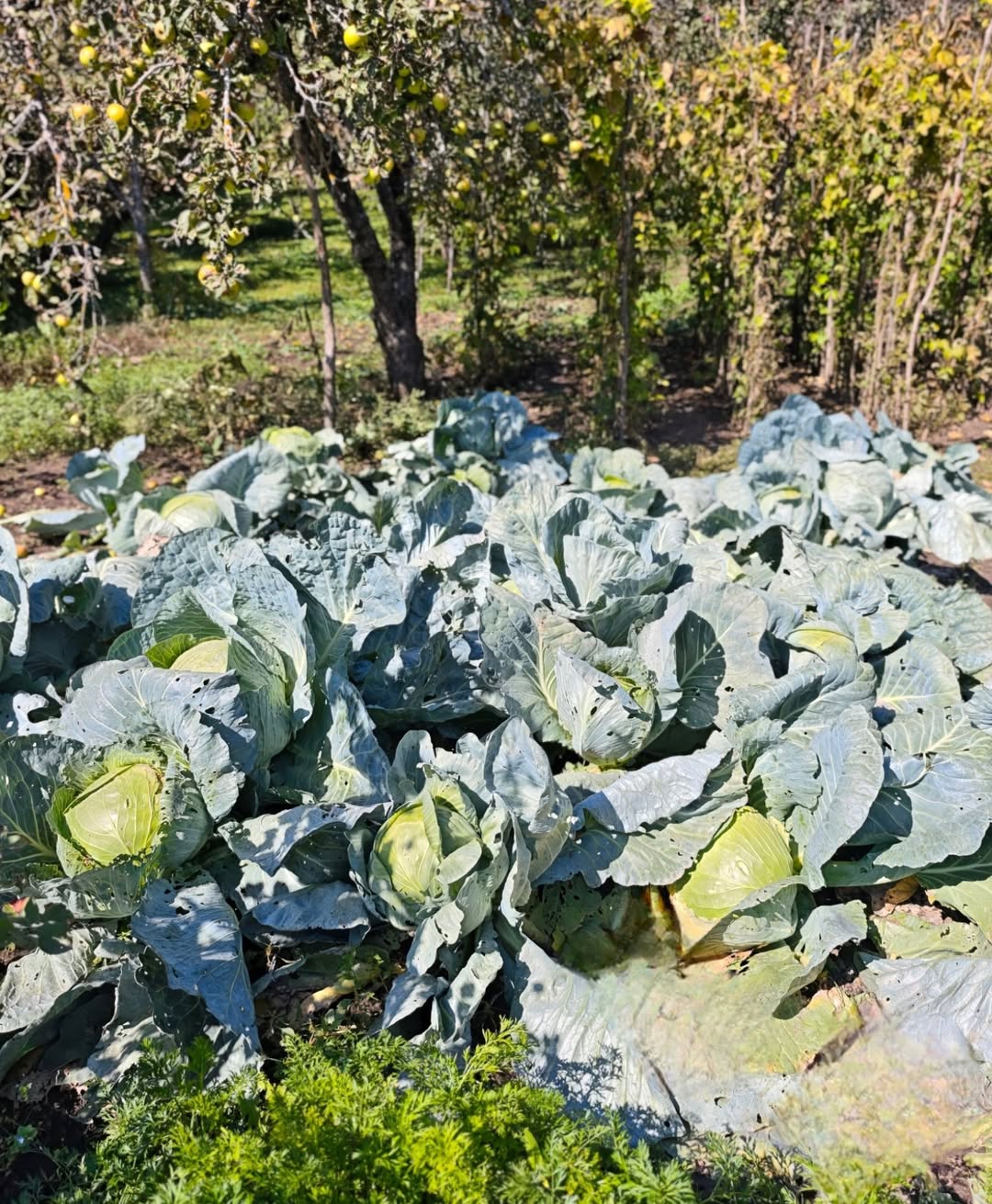 Arzu Əliyeva bu ailənin qonağı oldu – FOTOLAR