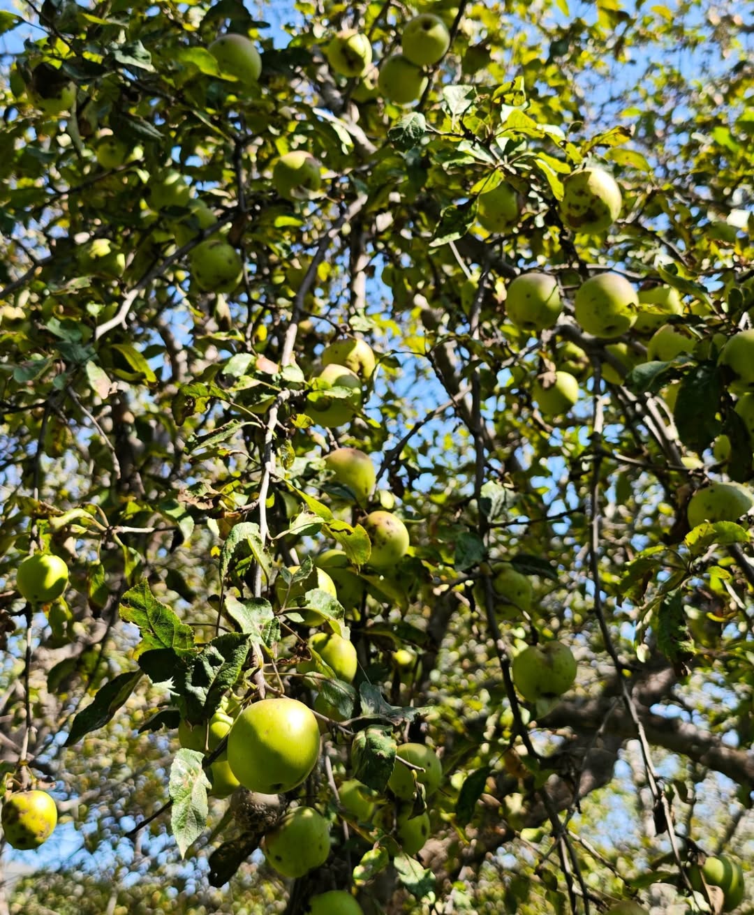 Arzu Əliyeva bu ailənin qonağı oldu – FOTOLAR