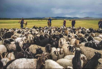 Monqolustandan gətirilən ətlə bağlı dəhşətli faktlar – Tərkibində görün nələr var
