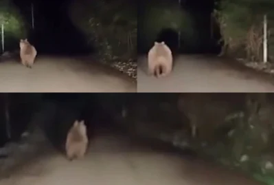 Qubada yaşayış məntəqəsi yaxınlığında ayı görüldü - VİDEO