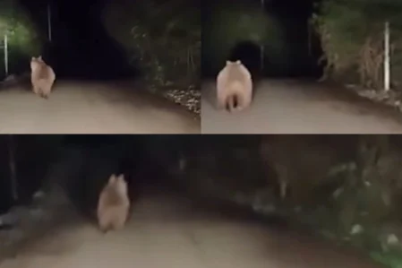 ayi 9