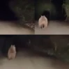 ayi 9